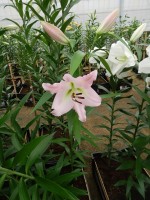 [4182 Prescott VH No201.JPG]